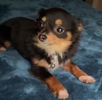 Baby Charlotte , a female Chihuahua for sale in Adamsville, TN – Photo 5 of 5