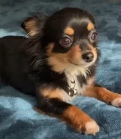 Baby Charlotte , a female Chihuahua for sale in Adamsville, TN – Photo 3 of 5