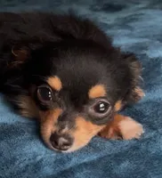 Baby Charlotte , a female Chihuahua for sale in Adamsville, TN – Photo 2 of 5