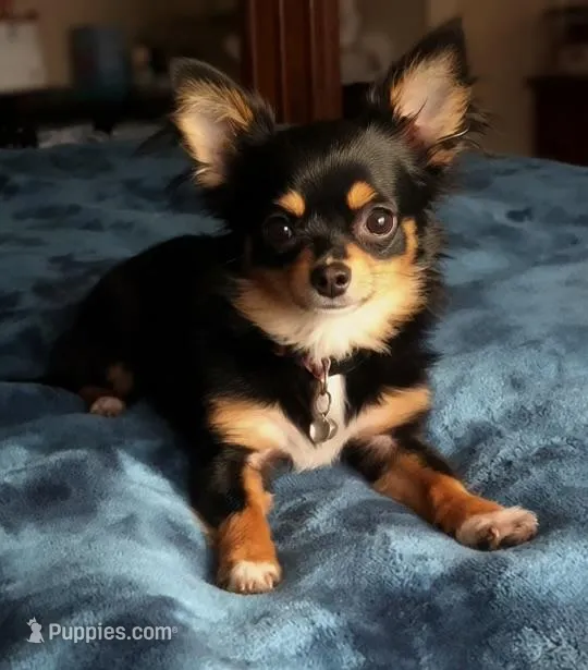 Baby Charlotte , a female Chihuahua for sale in Adamsville, TN – Photo 1 of 5