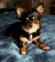 Baby Charlotte , a female Chihuahua for sale in Adamsville, TN – Photo 1 of 5
