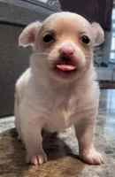 Fluffy Angel , a female Chihuahua for sale in Adamsville, TN – Photo 5 of 9