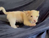 Fluffy Angel , a female Chihuahua for sale in Adamsville, TN – Photo 7 of 10