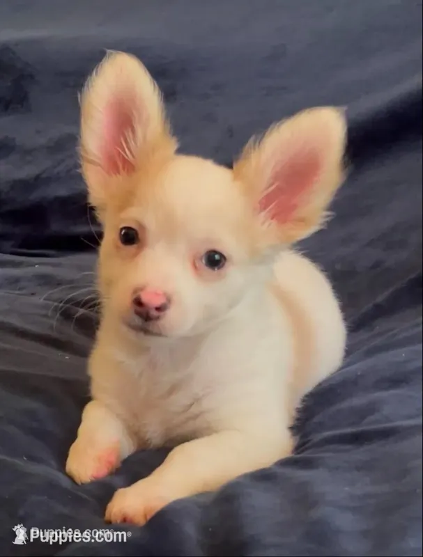 Deerhead Fluffy Angel  – Chihuahua puppy for sale in Adamsville, TN
