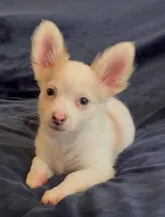 Fluffy Angel , a female Chihuahua for sale in Adamsville, TN – Photo 3 of 10