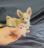 Fluffy Angel , a female Chihuahua for sale in Adamsville, TN – Photo 5 of 10