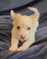 Fluffy Angel , a female Chihuahua for sale in Adamsville, TN – Photo 2 of 10