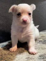 Fluffy Angel , a female Chihuahua for sale in Adamsville, TN – Photo 4 of 9