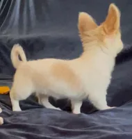 Fluffy Angel , a female Chihuahua for sale in Adamsville, TN – Photo 4 of 10