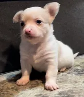Fluffy Angel , a female Chihuahua for sale in Adamsville, TN – Photo 1 of 9