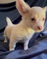 Fluffy Angel , a female Chihuahua for sale in Adamsville, TN – Photo 10 of 10