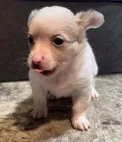 Fluffy Angel , a female Chihuahua for sale in Adamsville, TN – Photo 3 of 9