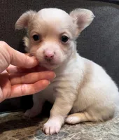 Fluffy Angel , a female Chihuahua for sale in Adamsville, TN – Photo 8 of 9