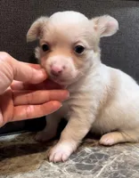 Fluffy Angel , a female Chihuahua for sale in Adamsville, TN – Photo 9 of 9