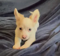 Fluffy Angel , a female Chihuahua for sale in Adamsville, TN – Photo 6 of 10