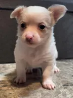 Fluffy Angel , a female Chihuahua for sale in Adamsville, TN – Photo 2 of 9