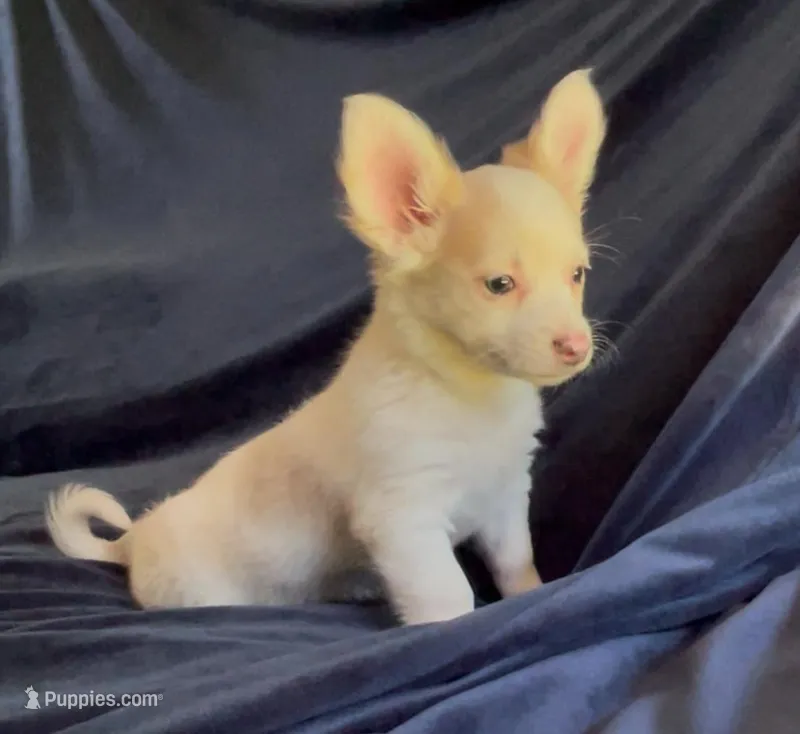 Fluffy Angel  – Chihuahua puppy for sale in Adamsville, TN