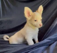 Fluffy Angel , a female Chihuahua for sale in Adamsville, TN – Photo 1 of 10