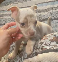 Ziggy, a male Chihuahua for sale in Adamsville, TN – 5 of 10