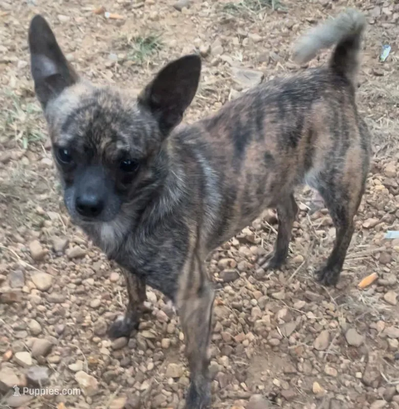 Sketch – Chihuahua puppy for sale in Adamsville, TN