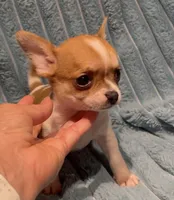 Tiny Tucker, a male Chihuahua for sale in Adamsville, TN – 8 of 8