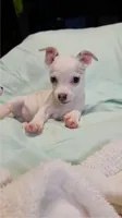 Marshall, a male Chihuahua for sale in Adamsville, TN – 1 of 4