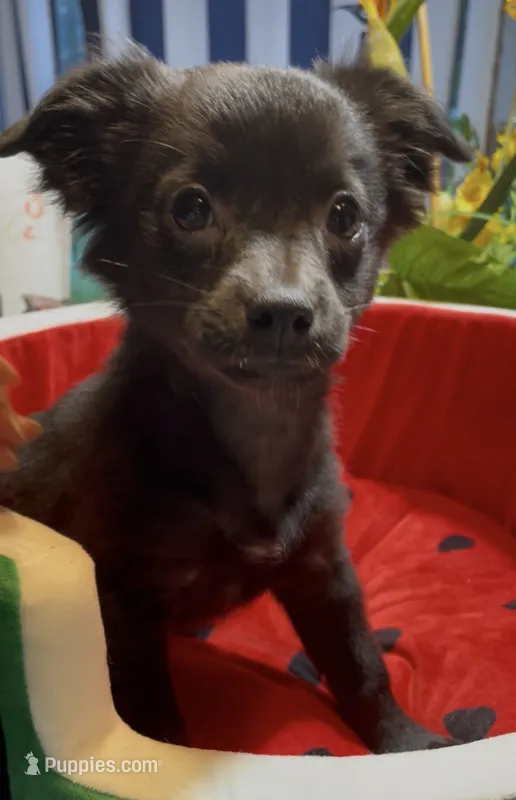 Lil Shadow – Chihuahua puppy for sale in Adamsville, TN