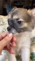 Romeo, a male Chihuahua for sale in Adamsville, TN – 8 of 8