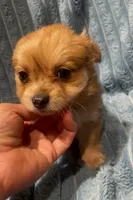 Chester, a male Chihuahua for sale in Adamsville, TN – 4 of 6