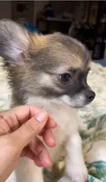 Romeo, a male Chihuahua for sale in Adamsville, TN – 6 of 8