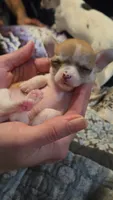 Princess Peach, a female Chihuahua for sale in Adamsville, TN – 2 of 8