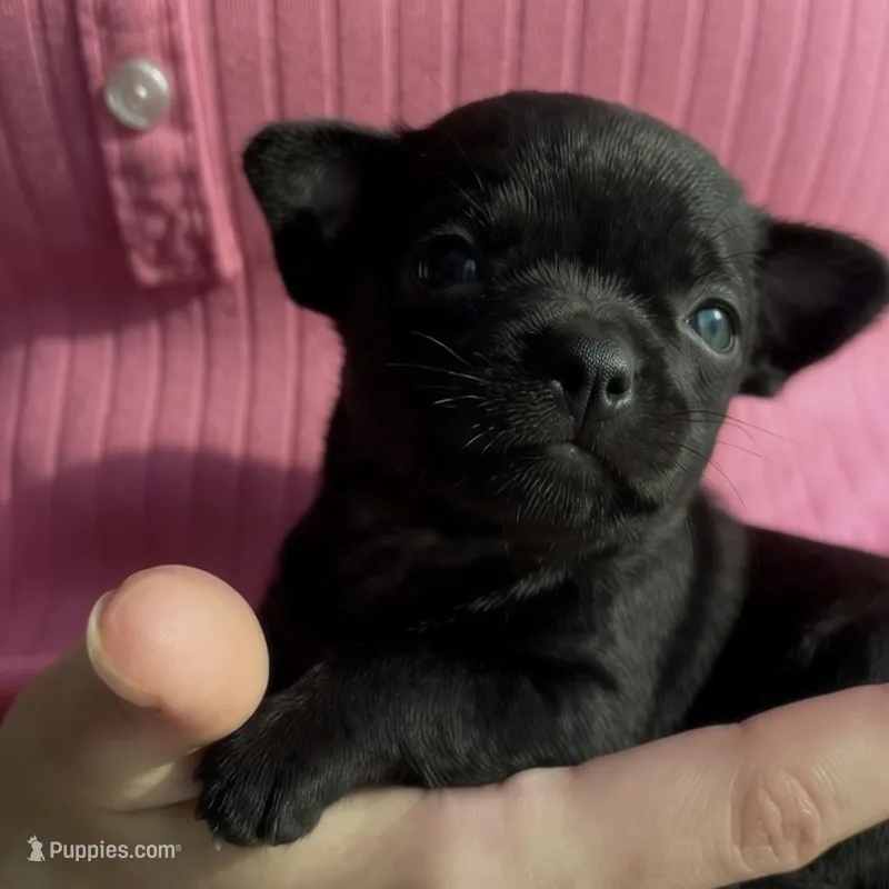 Tiny Tori – Chihuahua puppy for sale in Adamsville, TN