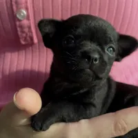 Tiny Tori, a female Chihuahua for sale in Adamsville, TN – 1 of 1