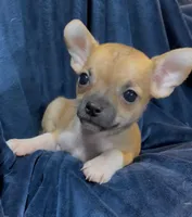 Socks, a male Chihuahua for sale in Adamsville, TN – 7 of 7