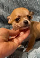 Tiny Rusty, a male Chihuahua for sale in Adamsville, TN – 6 of 6