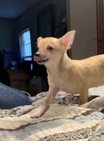 Tiger Lily , a female Chihuahua for sale in Adamsville, TN – 5 of 9