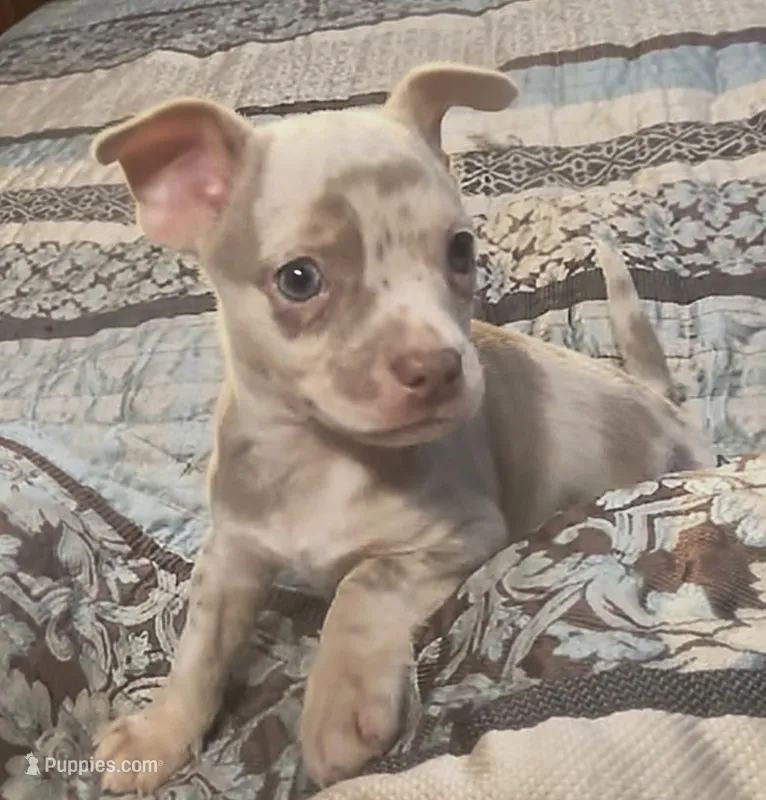 Ziggy – Chihuahua puppy for sale in Adamsville, TN