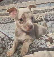 Ziggy, a male Chihuahua for sale in Adamsville, TN – 1 of 10