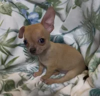 Brownie, a male Chihuahua for sale in Adamsville, TN – 9 of 10