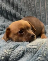 Cute lil Copper, a male Chihuahua for sale in Adamsville, TN – 3 of 4