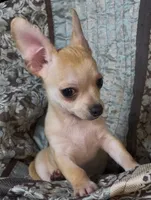 Baby Lilo , a male Chihuahua for sale in Adamsville, TN – 5 of 5