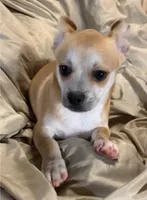 Royce, a male Chihuahua for sale in Adamsville, TN – 3 of 7