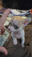 Princess Peach, a female Chihuahua for sale in Adamsville, TN – 7 of 8