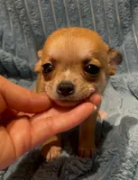 Tiny Rusty, a male Chihuahua for sale in Adamsville, TN – 4 of 6