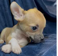 Socks, a male Chihuahua for sale in Adamsville, TN – 5 of 7