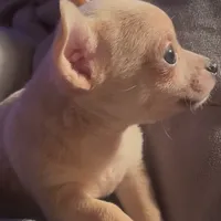 Cuddly Charlie, a male Chihuahua for sale in Adamsville, TN – Photo 3 of 4