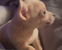 Cuddly Charlie, a male Chihuahua for sale in Adamsville, TN – Photo 3 of 4