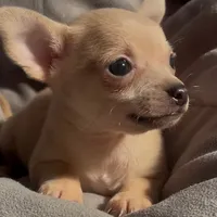 Cuddly Charlie, a male Chihuahua for sale in Adamsville, TN – Photo 1 of 4