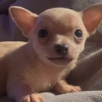 Cuddly Charlie, a male Chihuahua for sale in Adamsville, TN – Photo 2 of 4