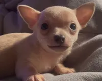 Cuddly Charlie, a male Chihuahua for sale in Adamsville, TN – Photo 2 of 4